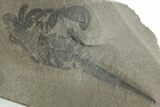 Bargain, Eurypterus (Sea Scorpion) Fossil - New York #369316-1